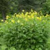 doronicum altaicum